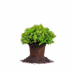 Perfect Plants Carissa Holly