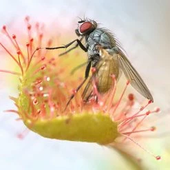 Perfect Plants |View All Organic Carnivorous Plant Soil Mix