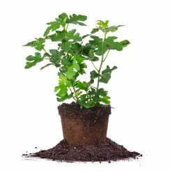Perfect Plants All Fruit & Nut Trees Celeste Fig Tree