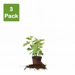 Perfect Plants All Fruit & Nut Trees Chicago Hardy Fig Tree 12 Perfect Plants All Fruit & Nut Trees Chicago Hardy Fig Tree