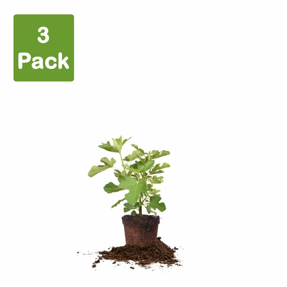 Perfect Plants All Fruit & Nut Trees Chicago Hardy Fig Tree 5 Perfect Plants All Fruit & Nut Trees Chicago Hardy Fig Tree