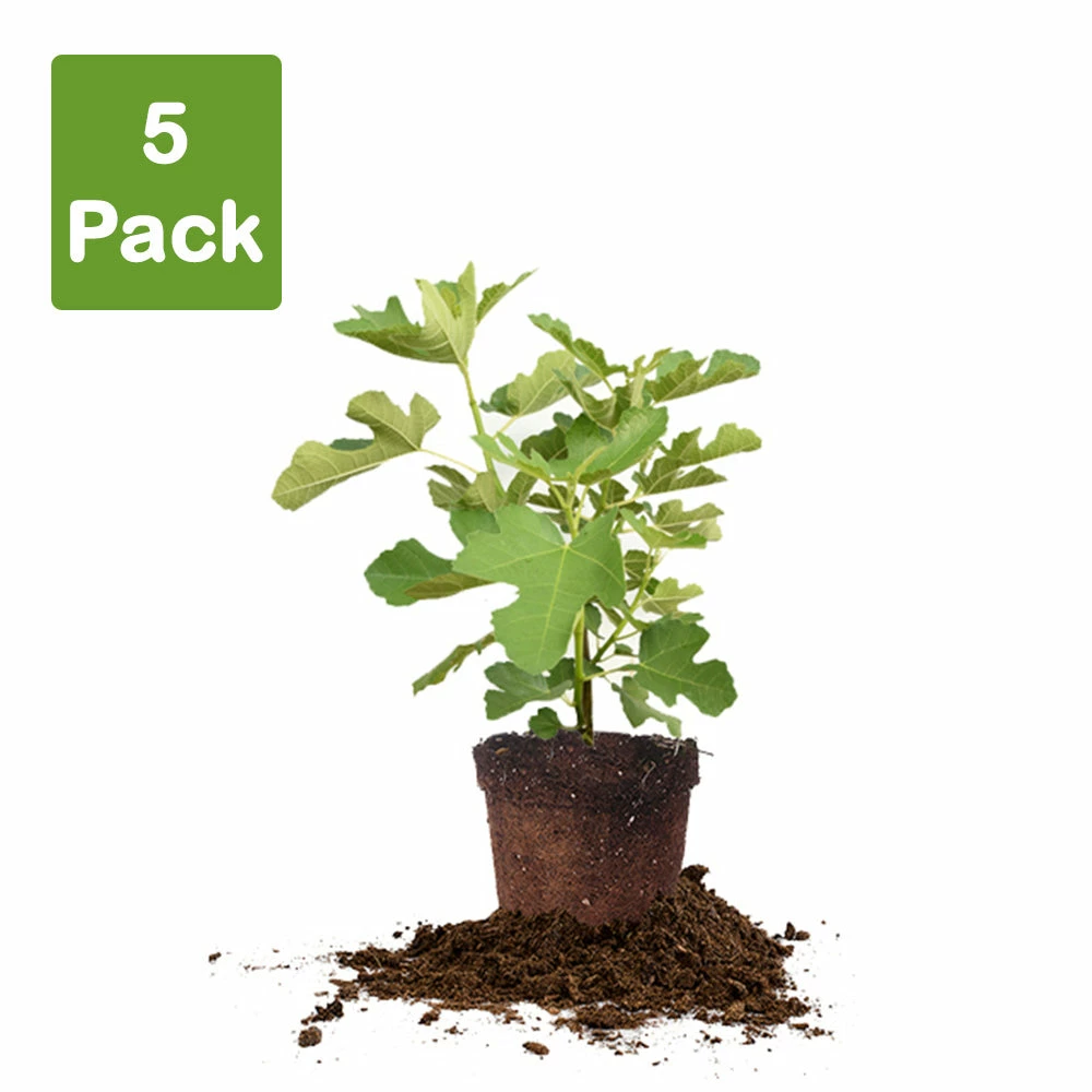 Perfect Plants All Fruit & Nut Trees Chicago Hardy Fig Tree 7 Perfect Plants All Fruit & Nut Trees Chicago Hardy Fig Tree