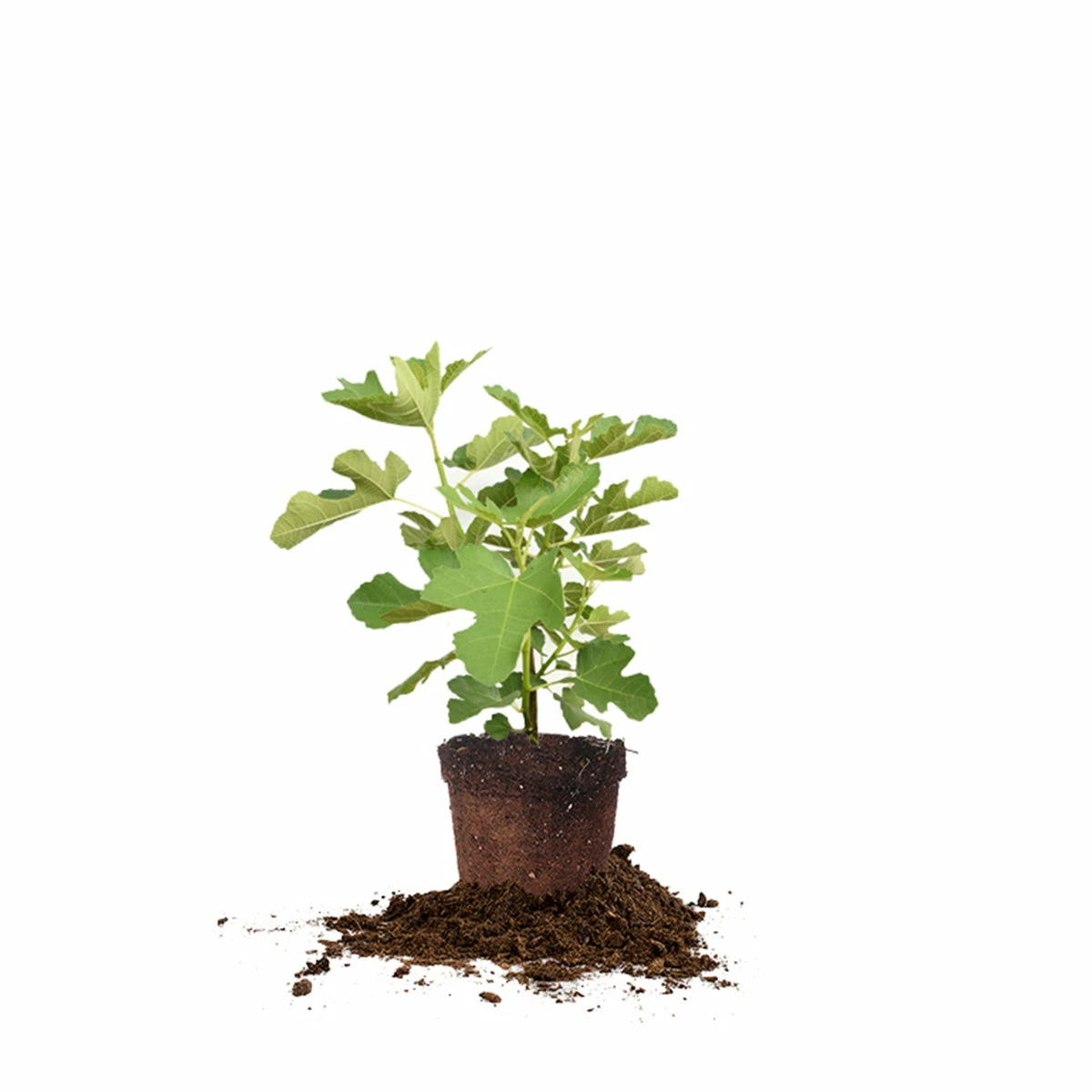 Perfect Plants All Fruit & Nut Trees Chicago Hardy Fig Tree 6 Perfect Plants All Fruit & Nut Trees Chicago Hardy Fig Tree