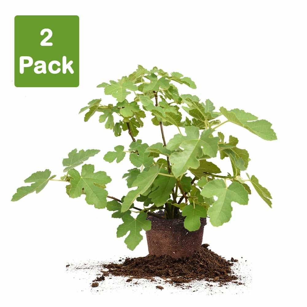 Perfect Plants All Fruit & Nut Trees Chicago Hardy Fig Tree 8 Perfect Plants All Fruit & Nut Trees Chicago Hardy Fig Tree