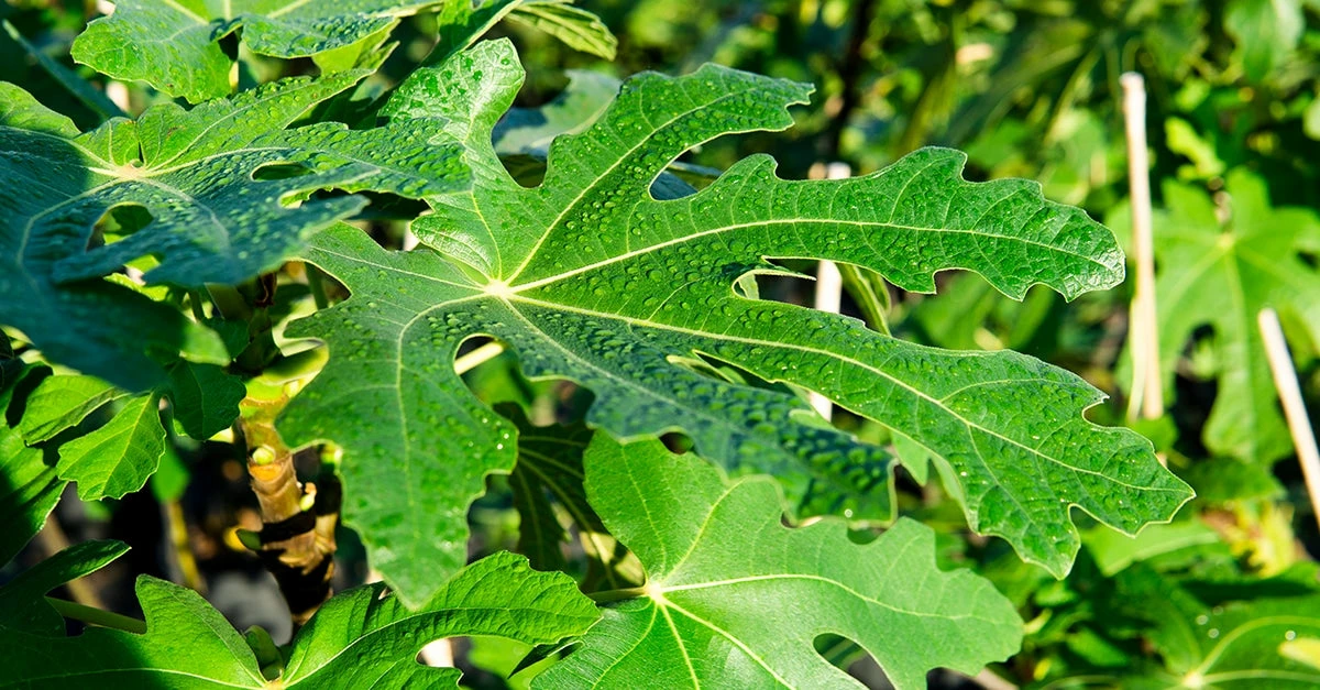 Perfect Plants All Fruit & Nut Trees Chicago Hardy Fig Tree 3 Perfect Plants All Fruit & Nut Trees Chicago Hardy Fig Tree