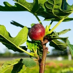 Perfect Plants All Fruit & Nut Trees Chicago Hardy Fig Tree 11 Perfect Plants All Fruit & Nut Trees Chicago Hardy Fig Tree