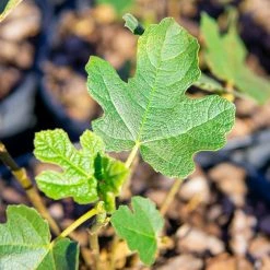 Perfect Plants All Fruit & Nut Trees Chicago Hardy Fig Tree