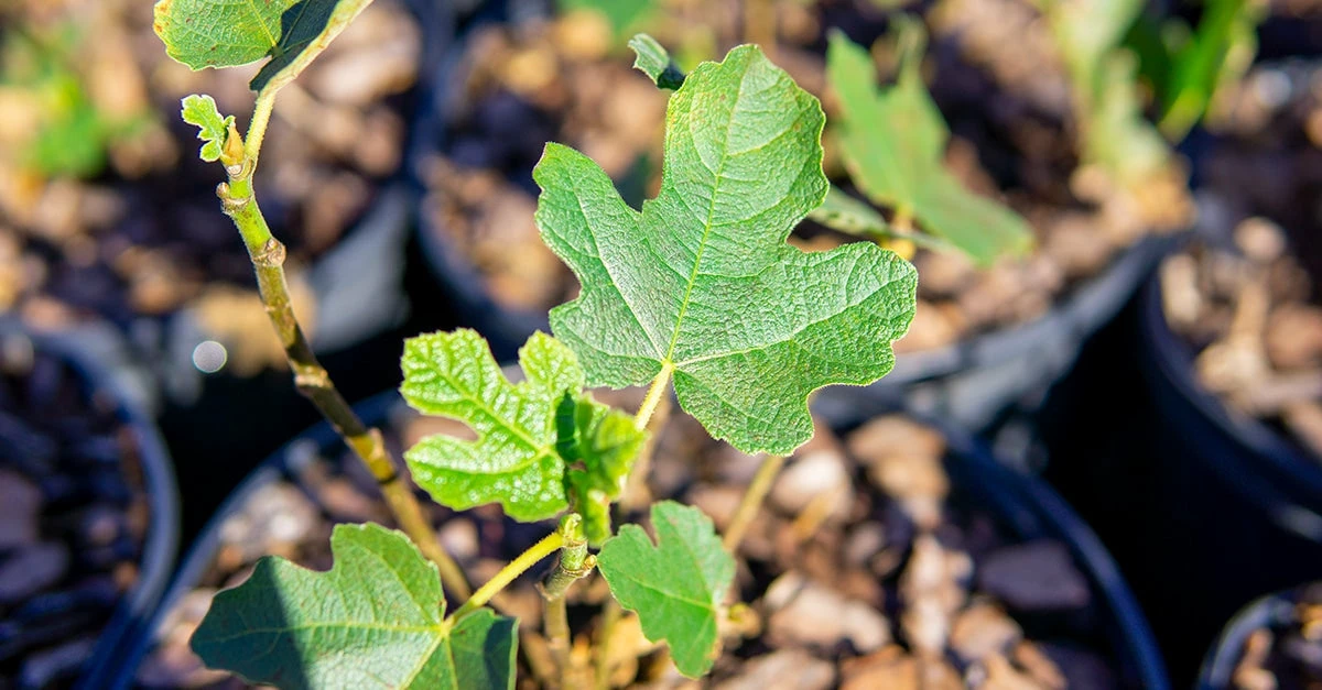 Perfect Plants All Fruit & Nut Trees Chicago Hardy Fig Tree 2 Perfect Plants All Fruit & Nut Trees Chicago Hardy Fig Tree