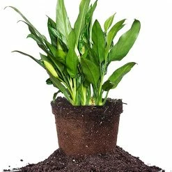 Perfect Plants Aglaonema Chinese Evergreen 'Maria'