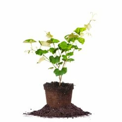 Perfect Plants All Fruit & Nut Trees Seedless Concord Grape Vine