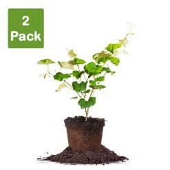Perfect Plants All Fruit & Nut Trees Seedless Concord Grape Vine