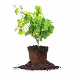 Perfect Plants All Fruit & Nut Trees Seedless Concord Grape Vine