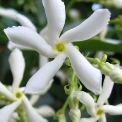 Perfect Plants Star Jasmine Vine Shrub All Shrubs & Hedges