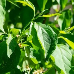 Perfect Plants All Trees Dolgo Crabapple Tree