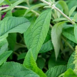 Perfect Plants Cranrazz™ Butterfly Bush Butterfly Bushes