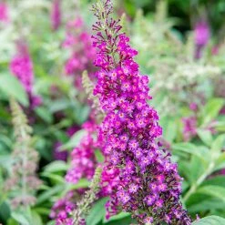 Perfect Plants Cranrazz™ Butterfly Bush Butterfly Bushes