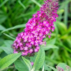 Perfect Plants Cranrazz™ Butterfly Bush Butterfly Bushes