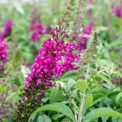 Perfect Plants Cranrazz™ Butterfly Bush Butterfly Bushes