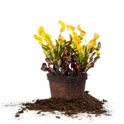 Perfect Plants Croton ‘Mammy’ All Houseplants