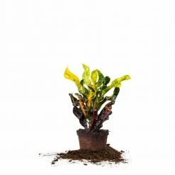 Perfect Plants Croton ‘Mammy’ All Houseplants