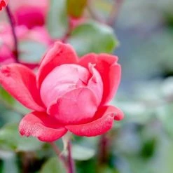 Perfect Plants Double Red Knock Out® Rose Bush