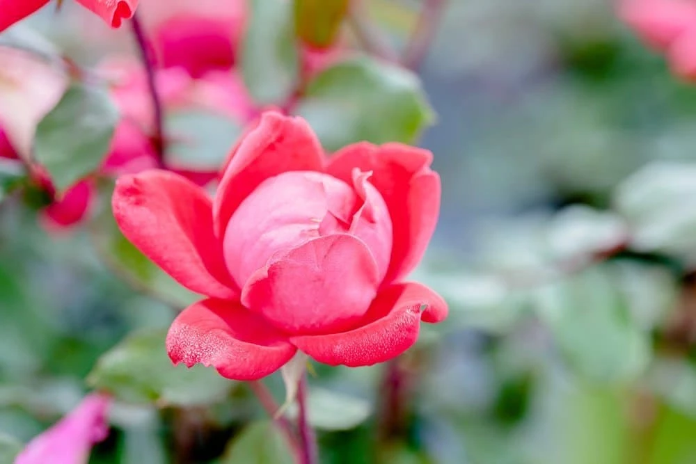 Perfect Plants Double Red Knock Out® Rose Bush 2 Perfect Plants Double Red Knock Out® Rose Bush