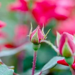 Perfect Plants Double Red Knock Out® Rose Bush 9 Perfect Plants Double Red Knock Out® Rose Bush