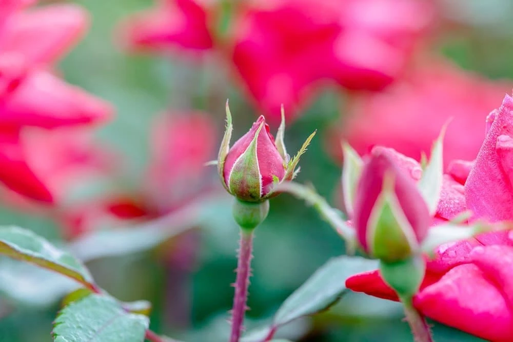 Perfect Plants Double Red Knock Out® Rose Bush 4 Perfect Plants Double Red Knock Out® Rose Bush