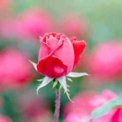 Perfect Plants Double Red Knock Out® Rose Bush 8 Perfect Plants Double Red Knock Out® Rose Bush