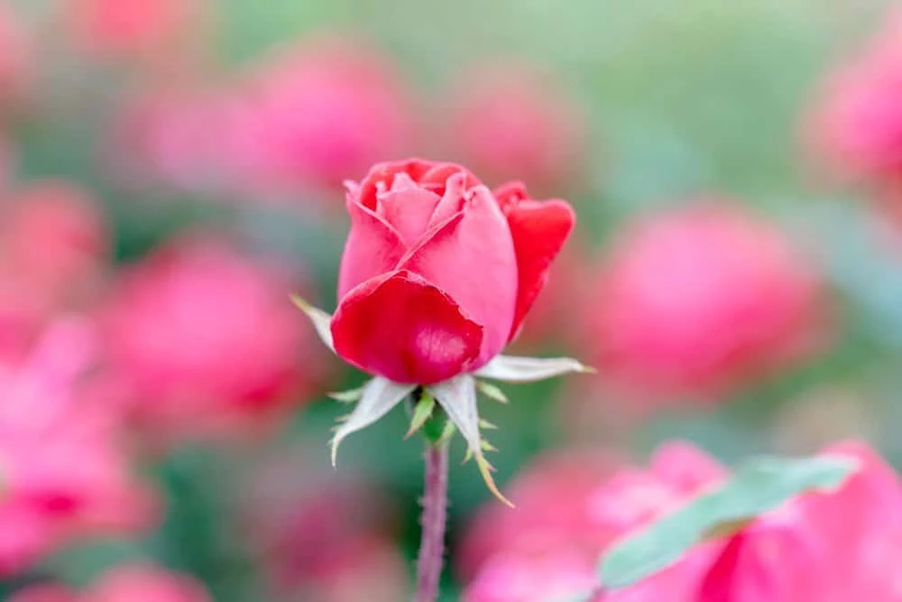 Perfect Plants Double Red Knock Out® Rose Bush 3 Perfect Plants Double Red Knock Out® Rose Bush