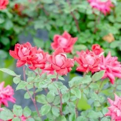 Perfect Plants Double Red Knock Out® Rose Bush 10 Perfect Plants Double Red Knock Out® Rose Bush