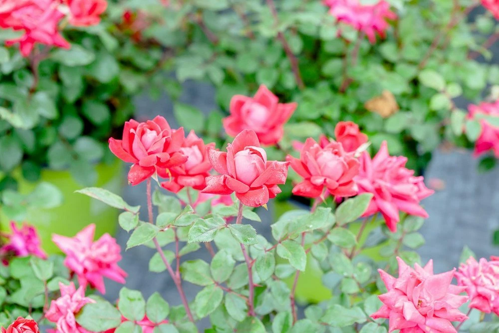 Perfect Plants Double Red Knock Out® Rose Bush 5 Perfect Plants Double Red Knock Out® Rose Bush