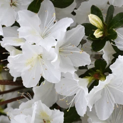 Perfect Plants GG Gerbing Azalea Shrub 9 Perfect Plants GG Gerbing Azalea Shrub