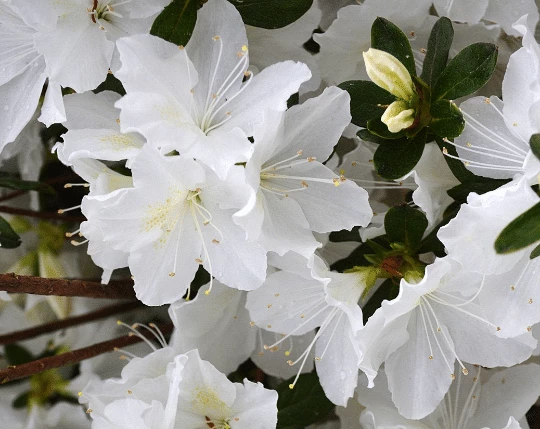 Perfect Plants GG Gerbing Azalea Shrub 4 Perfect Plants GG Gerbing Azalea Shrub