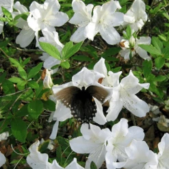 Perfect Plants GG Gerbing Azalea Shrub