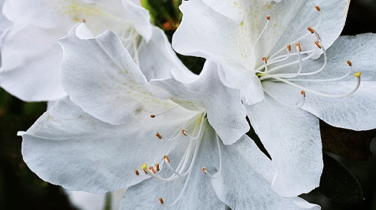 Perfect Plants GG Gerbing Azalea Shrub 5 Perfect Plants GG Gerbing Azalea Shrub