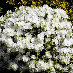 Perfect Plants Autumn Angel® Encore® Azalea Shrub