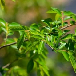 Perfect Plants Drake Chinese Elm Tree All Trees