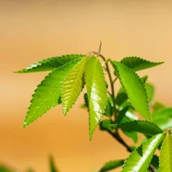 Perfect Plants Drake Chinese Elm Tree All Trees