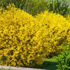 Perfect Plants All Shrubs & Hedges Lynwood Gold Forsythia Shrub