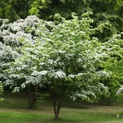 Perfect Plants White Kousa Dogwood Tree All Trees
