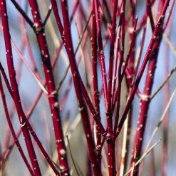 Perfect Plants Red Twig Dogwood Shrub Deer Resistant Shrubs 8 Perfect Plants Red Twig Dogwood Shrub Deer Resistant Shrubs