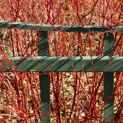 Perfect Plants Red Twig Dogwood Shrub Deer Resistant Shrubs 9 Perfect Plants Red Twig Dogwood Shrub Deer Resistant Shrubs