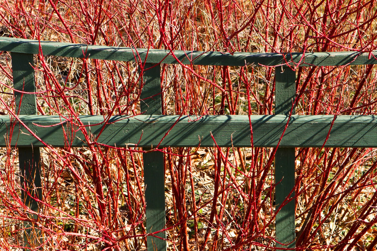 Perfect Plants Red Twig Dogwood Shrub Deer Resistant Shrubs 5 Perfect Plants Red Twig Dogwood Shrub Deer Resistant Shrubs