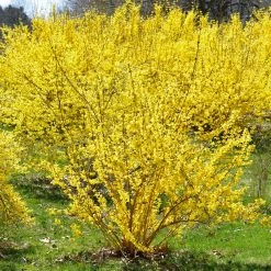 Perfect Plants All Shrubs & Hedges Lynwood Gold Forsythia Shrub