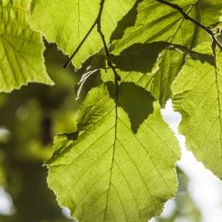 Perfect Plants All Trees River Birch Tree 13 Perfect Plants All Trees River Birch Tree