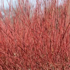 Perfect Plants Red Twig Dogwood Shrub Deer Resistant Shrubs 7 Perfect Plants Red Twig Dogwood Shrub Deer Resistant Shrubs