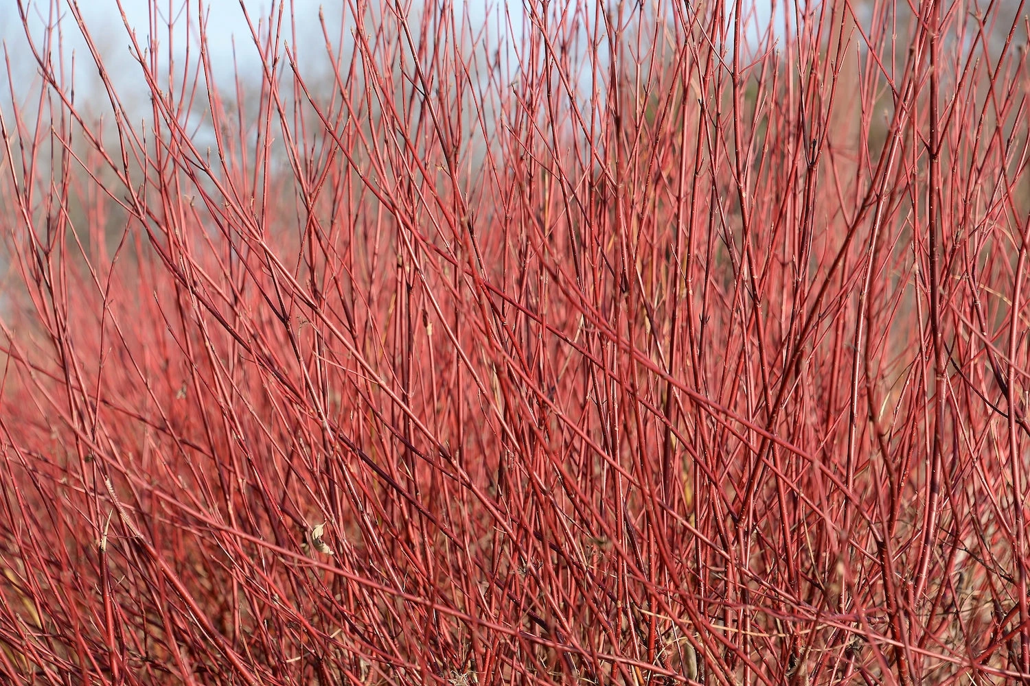 Perfect Plants Red Twig Dogwood Shrub Deer Resistant Shrubs 3 Perfect Plants Red Twig Dogwood Shrub Deer Resistant Shrubs