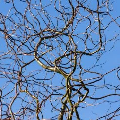 Perfect Plants Curly Corkscrew Willow Tree All Trees