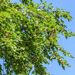 Perfect Plants Berry Bushes Dwarf Everbearing Mulberry Tree